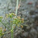 Cyclospermum leptophyllum Vrucht