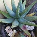 Aloe reitzii পাতা