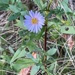 Symphyotrichum novi-belgiiBlad