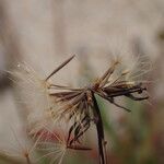 Leontodon saxatilis Fruchs