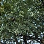 Cussonia paniculata عادت داشتن