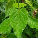 Leycesteria formosa Feuille