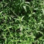 Verbena officinalis عادت داشتن