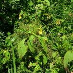 Impatiens racemosa Habit