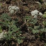 Lomatium nevadense Alkat (teljes növény)