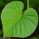 Ipomoea murucoides Hoja