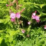 Silene dioicaFloare