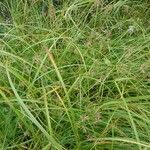Cyperus longus Otro