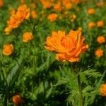 Trollius asiaticus Flors