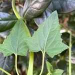 Canarina canariensis Leht