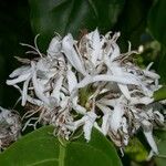 Coffea canephora Žiedas