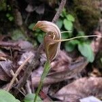 Pterostylis ophioglossa Çiçek