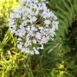 Valeriana officinalisVirág