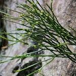 Psilotum nudum List