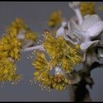 Eriogonum crocatum Kvet