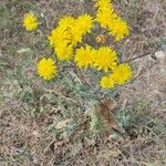Andryala pinnatifida Çiçek
