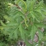 Girardinia diversifolia Blatt