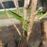 Lycium chinense 葉