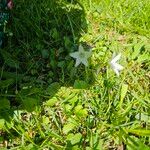 Campanula aparinoides Flower