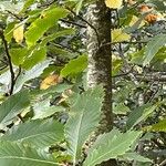 Castanea sativa 树皮