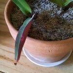 Tradescantia spathacea ഇല