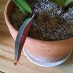 Tradescantia spathacea List