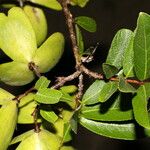 Semialarium mexicanum Fruct