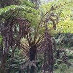 Cyathea glauca Habit