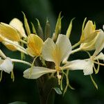 Hedychium flavescens 花