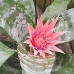 Aechmea fasciata List