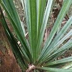 Pandanus urophyllus Yeri