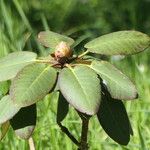 Rhododendron lacteum Blatt