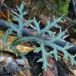 Selaginella neocaledonica অভ্যাস