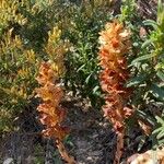 Orobanche rapum-genistae Flor