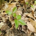 Toxicodendron radicans Folha