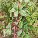 Rosa banksiae Leaf