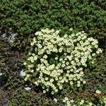 Saxifraga muscoides Fula