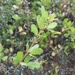 Searsia natalensis Leaf