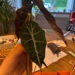 Alocasia micholitziana List