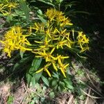 Senecio ovatus Blüte