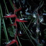 Heliconia pendula Flor