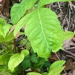 Smilax tamnoides Blatt