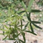 Cleome suffruticosa Yeri