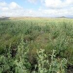 Abutilon pannosum Habitat