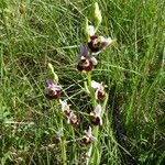 Ophrys holosericea Habit