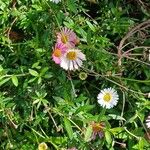 Erigeron karvinskianus Flower