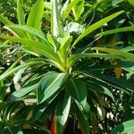Euphorbia stygiana Hoja