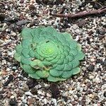 Aeonium tabulaeforme Tervik taim