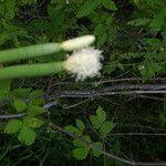 Eleocharis elegans Blomst