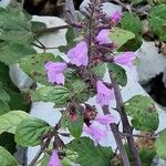 Clinopodium grandiflorum Habit